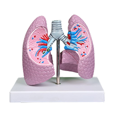 Respiratory Training Models